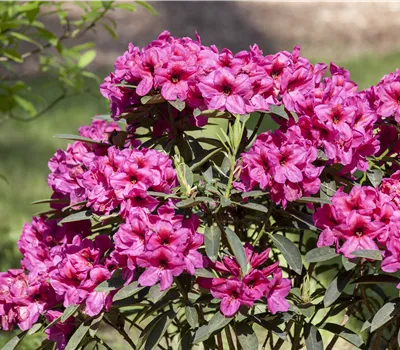 Rhododendron-Hybride i.S.