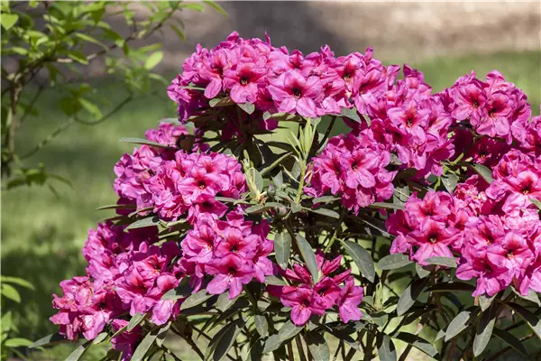 Rhododendron Hybr.  i.S. Rhododendron-Hybride i.S.