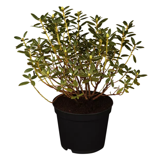 Rhododendron Hybr. i.S., Rhododendron-Hybride i.S. im Pflanzenshop