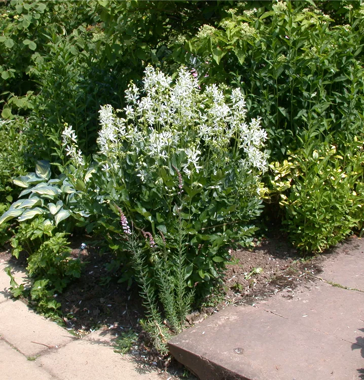 Weißer Brennender Busch, Diptam