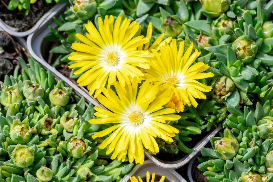 Delosperma congestum, Mittagsblume im Pflanzenshop