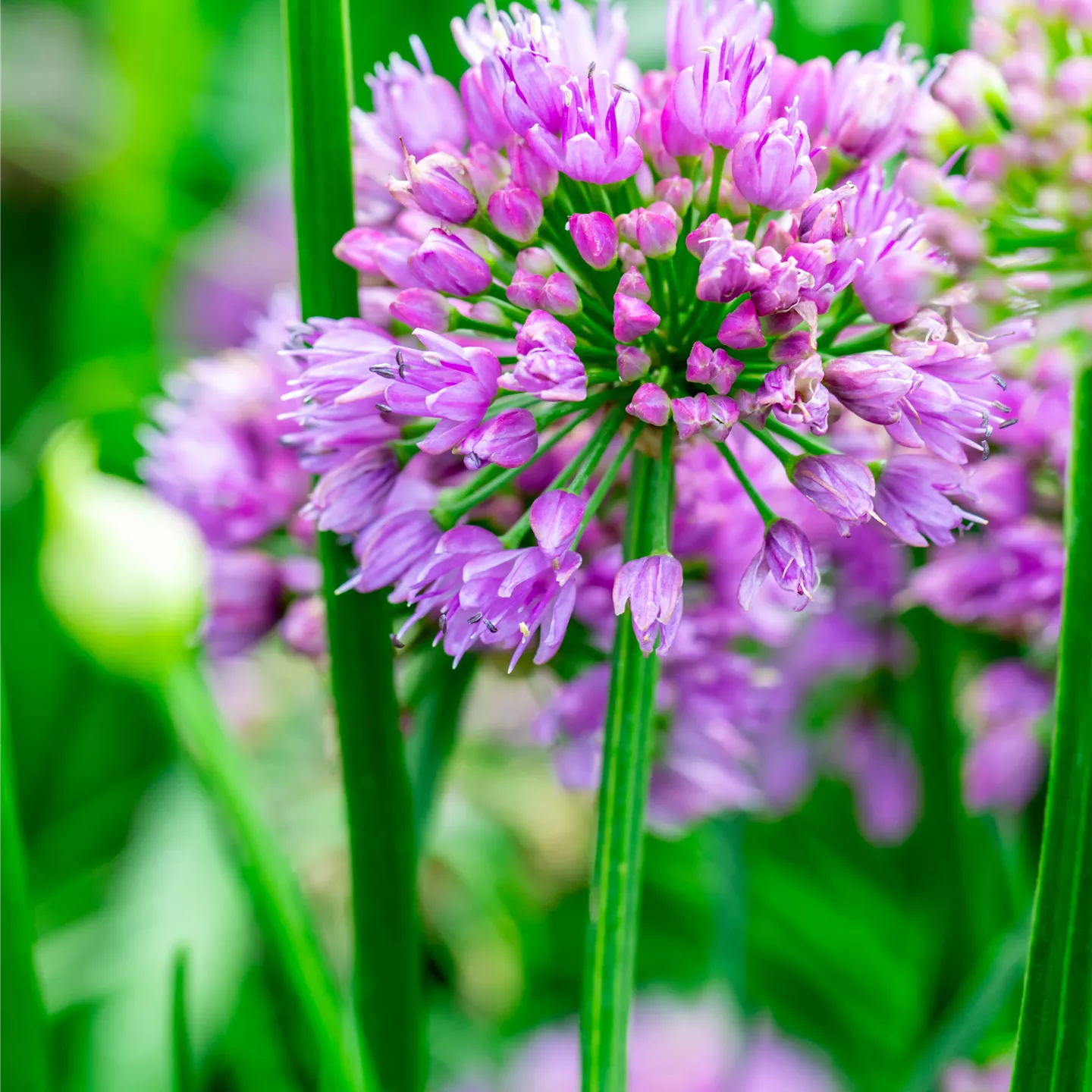 Allium senescens 'Millenium'