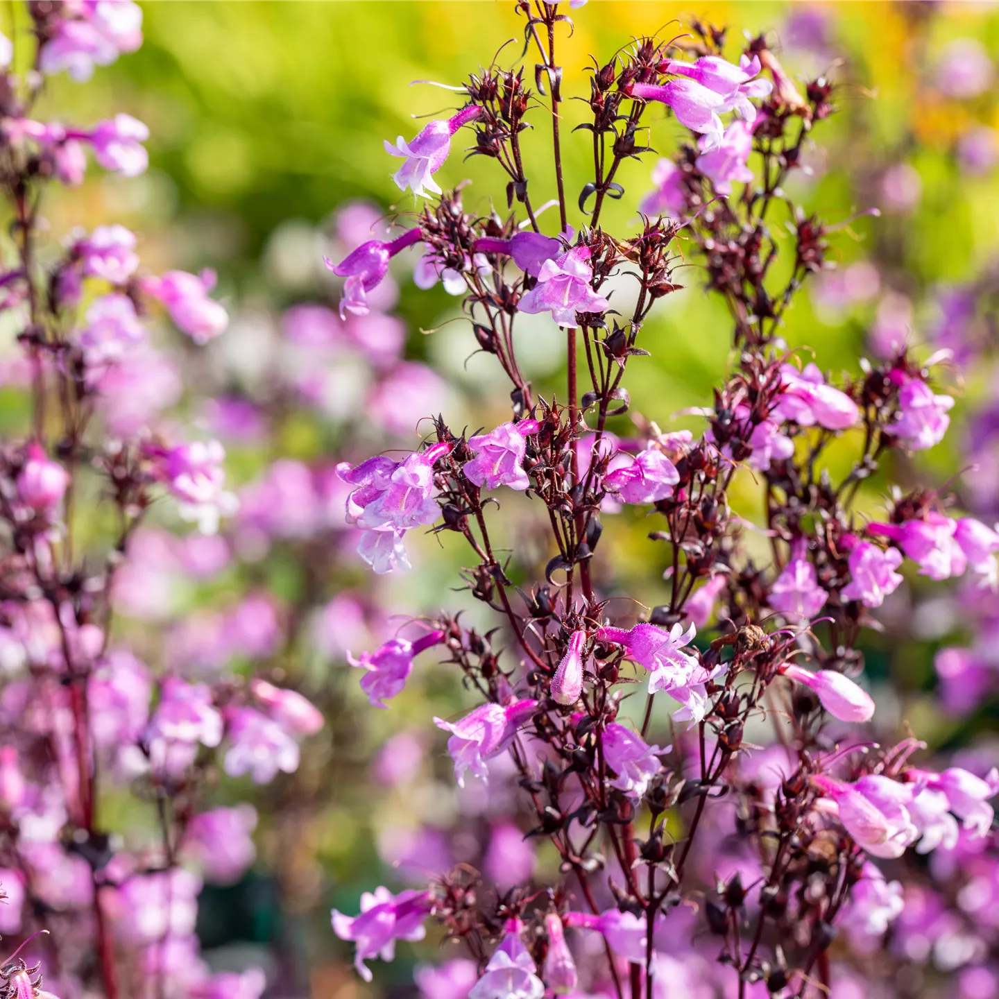Penstemon digi. 'Midnight Masquerade' -R-