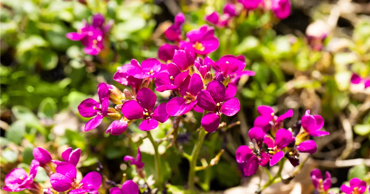 Arabis caucasica 'Aubris Deep Rose', KaukasusGänsekresse 'Aubris Deep