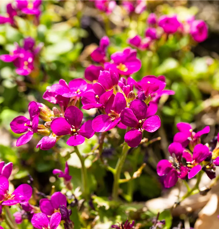 Kaukasus-Gänsekresse 'Aubris Deep Rose'