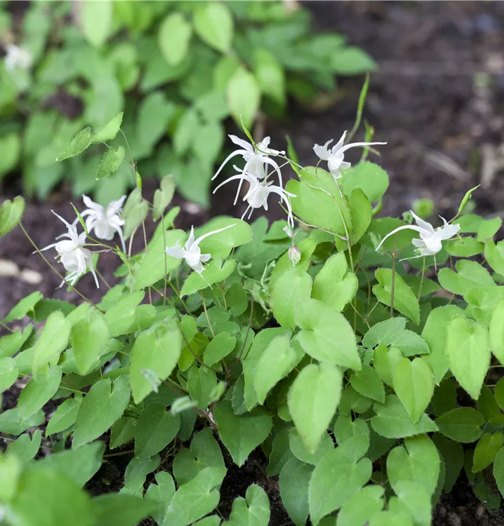 Zierliche Garten-Elfenblume 'Niveum'