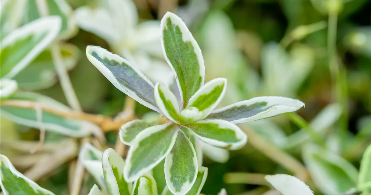 Arabis ferdinandicoburgii 'Variegata', Kleine GartenGänsekresse