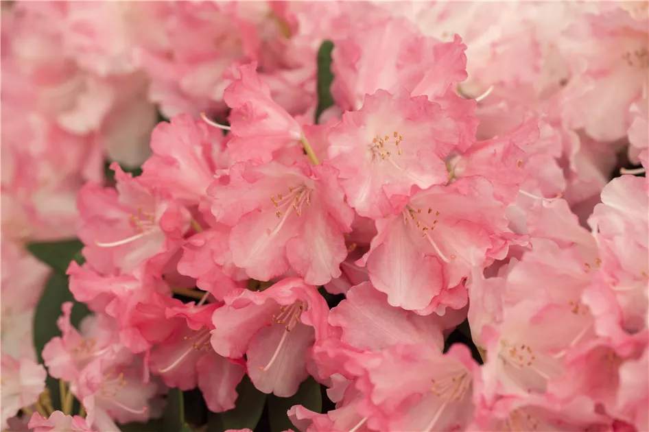 Rhododendron yak.'Marlis', Yaku-Rhododendron im Pflanzenshop