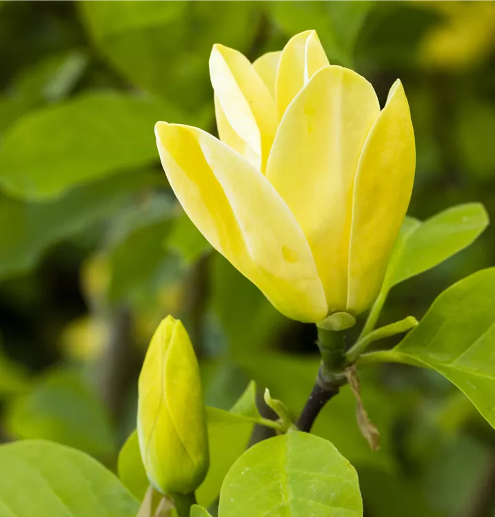 Magnolie 'Sunsation'
