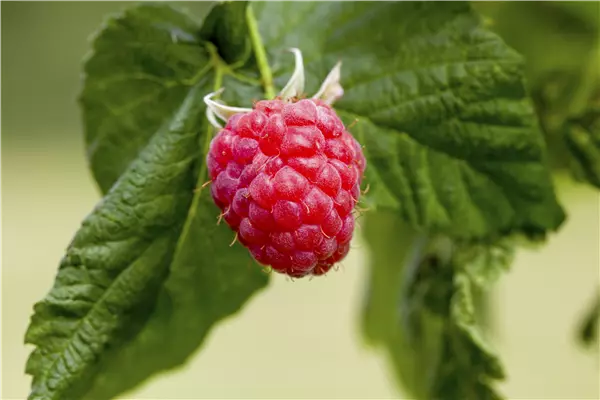 Rubus idaeus 'Malling Promise'