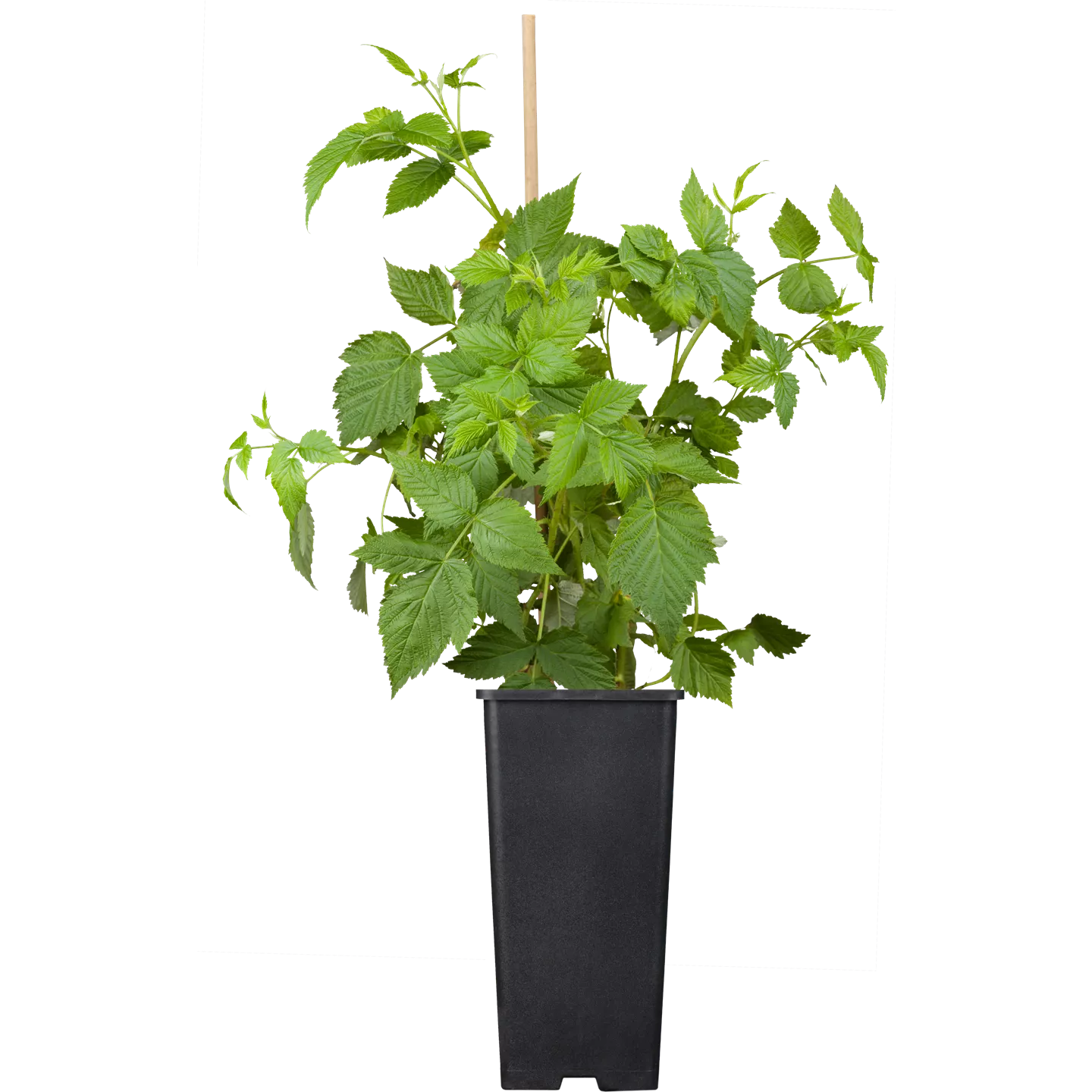 Rubus id.'Sanibelle' -R- CAC Rubus id.'Sanibelle' -R- CAC