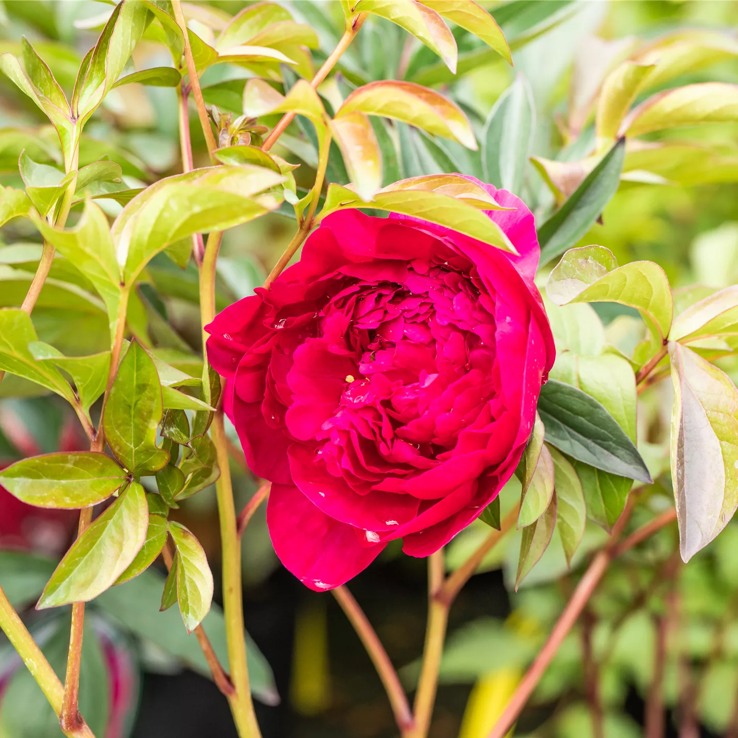 Paeonia lactiflora 'Red Magic'