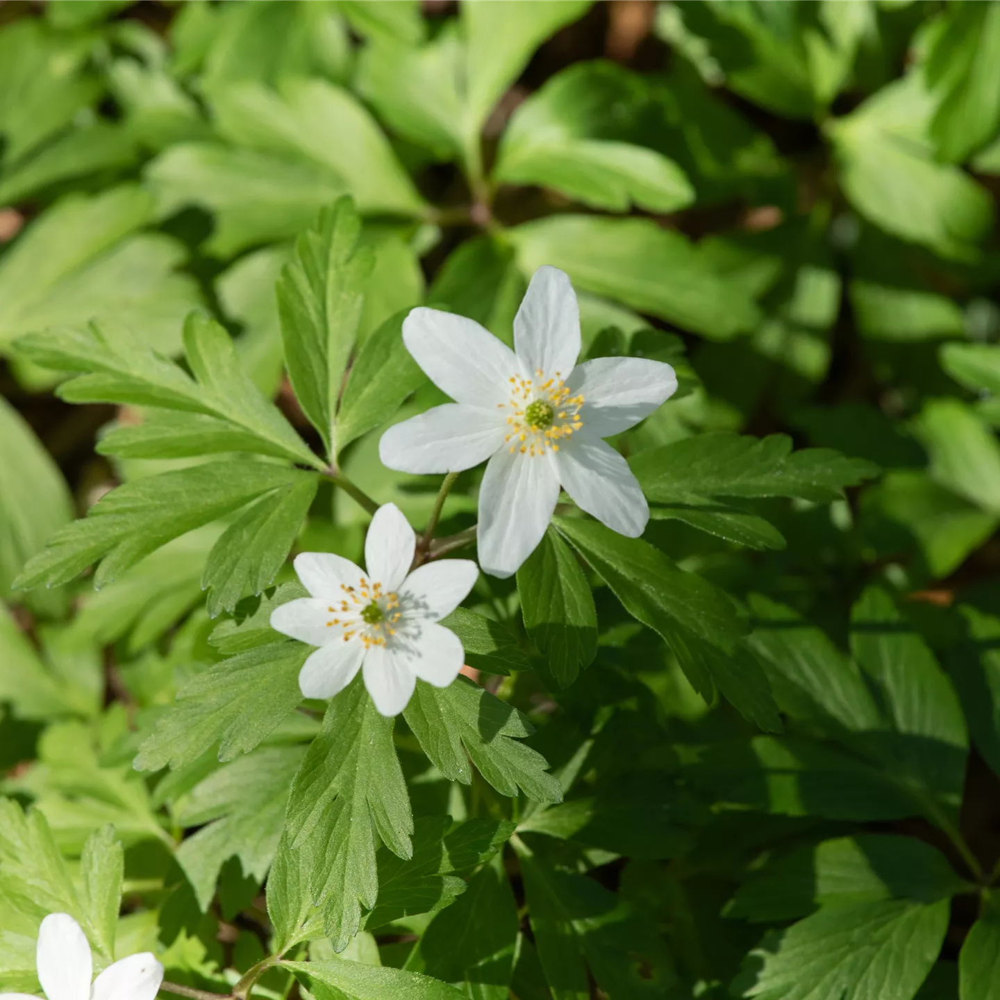 Anemone nemorosa