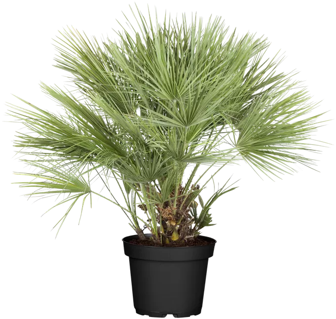 dnger drachenbaum Gerandeter Drachenbaum - Dracaena marginata