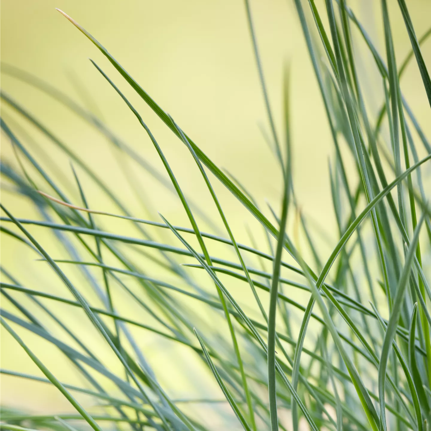 Festuca glauca 'Compact Blue'