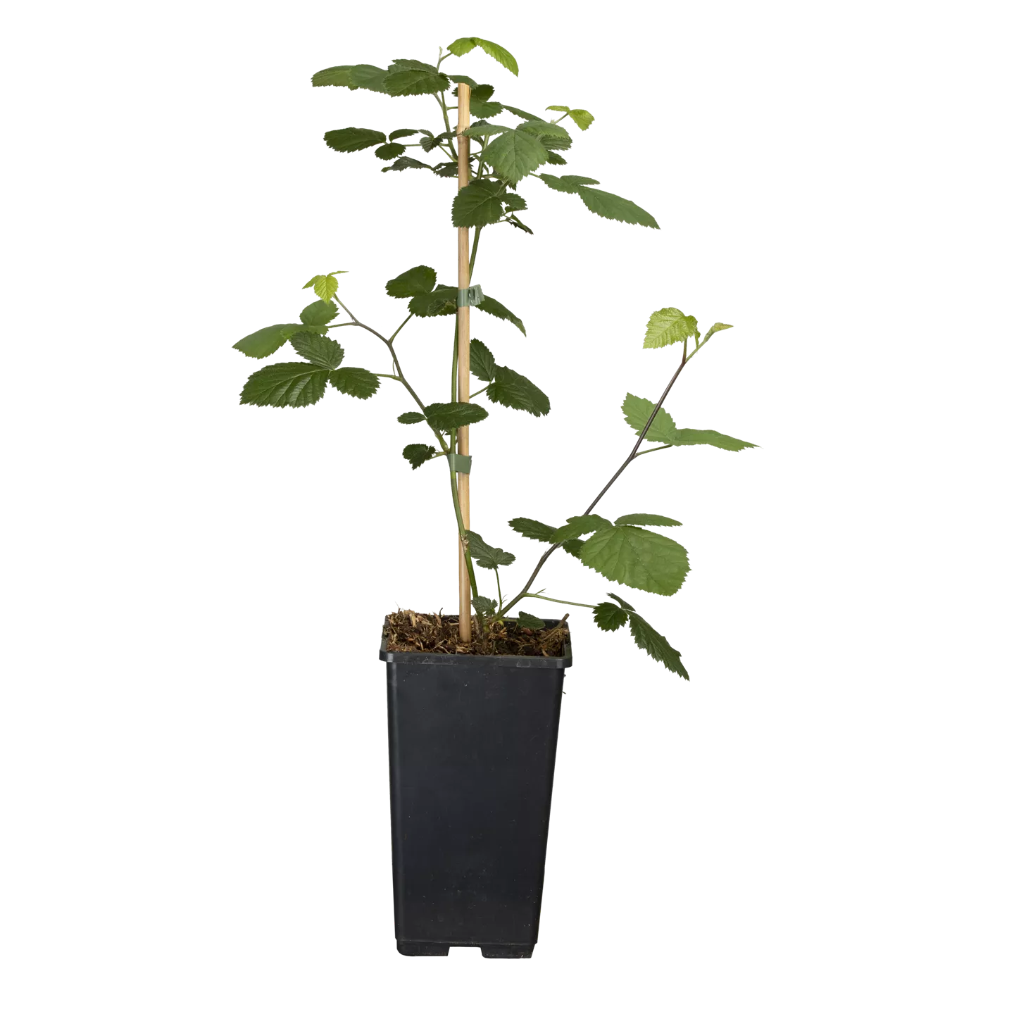 Rubus frut.'Loch Ness' CAC Rubus frut.'Loch Ness' CAC