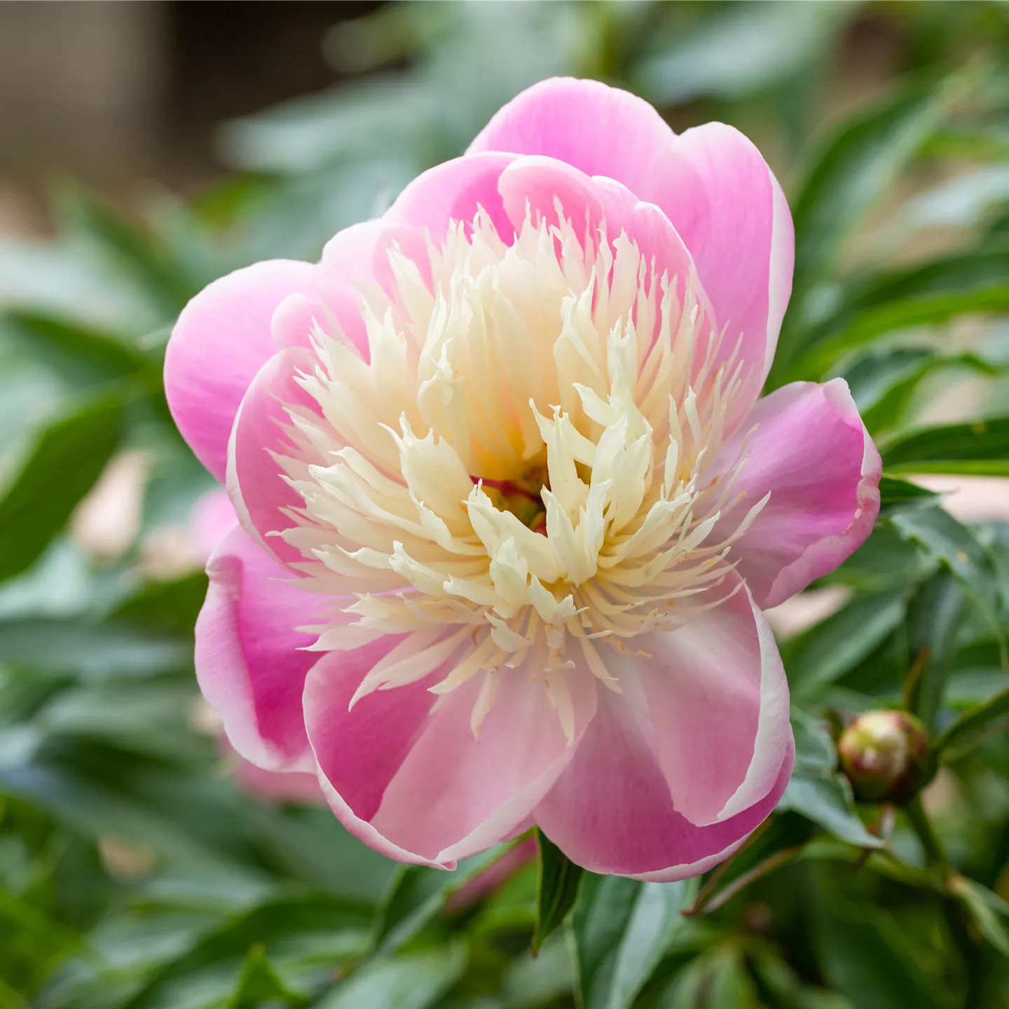 Paeonia lactiflora 'Bowl of Beauty'
