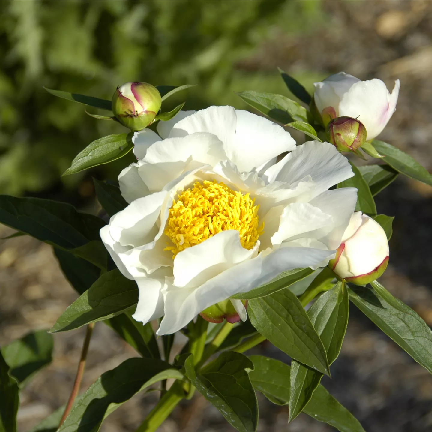 Paeonia lactiflora 'Krinkled White'