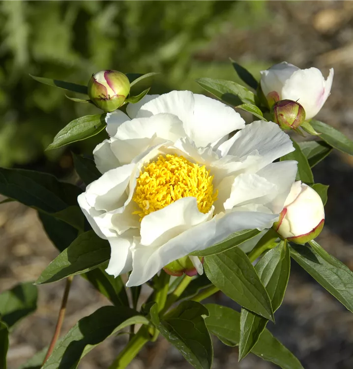 Garten-Pfingstrose 'Krinkled White'