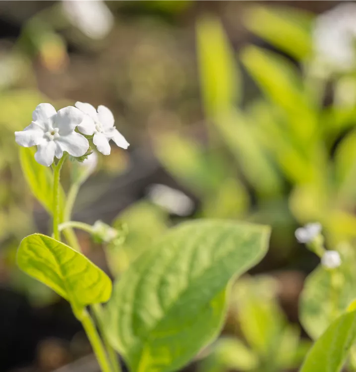 Garten-Frühlings-Gedenkemein 'Alba'