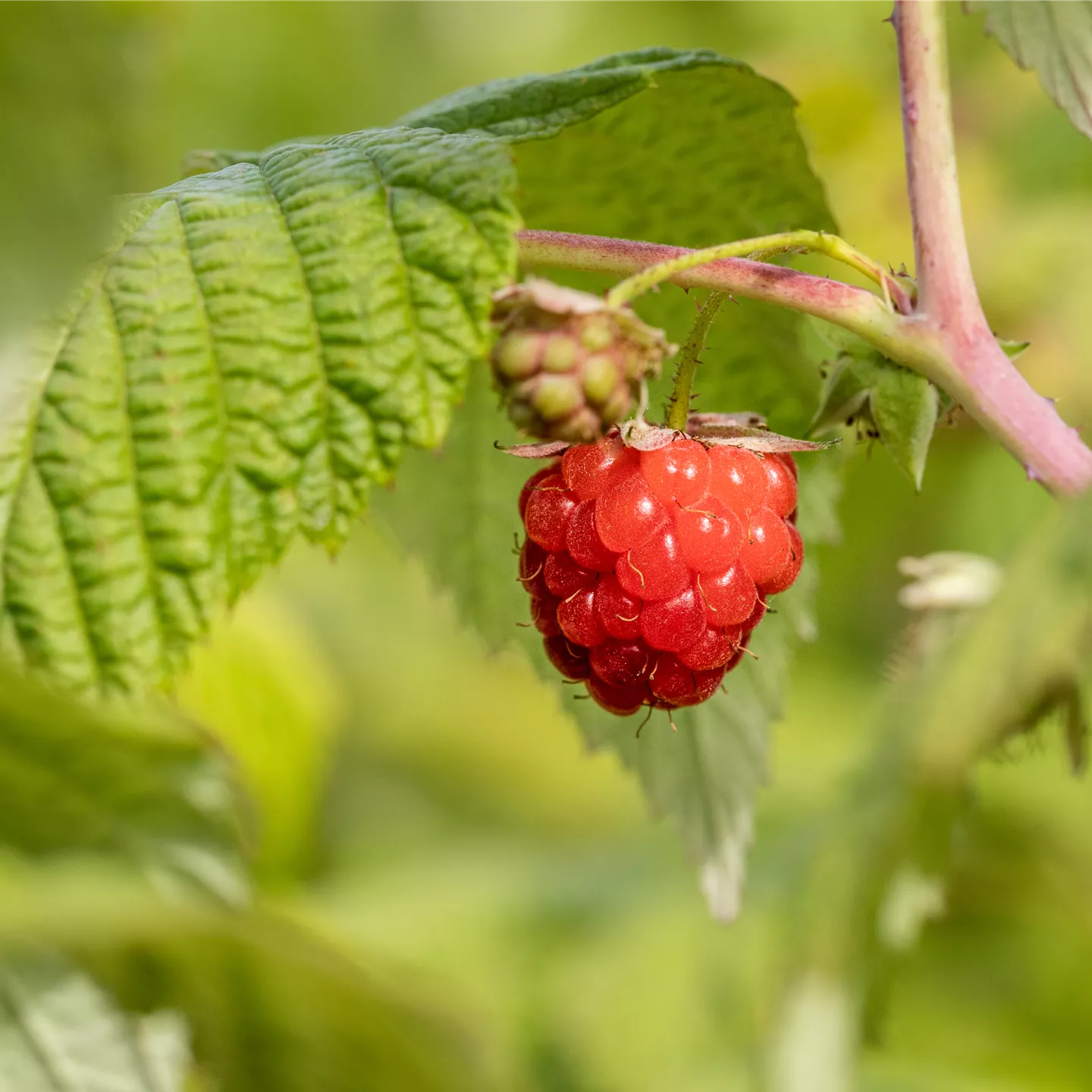 Rubus id.'ZEFA 3 Herbsternte' CAC Rubus id.'ZEFA 3 Herbsternte' CAC