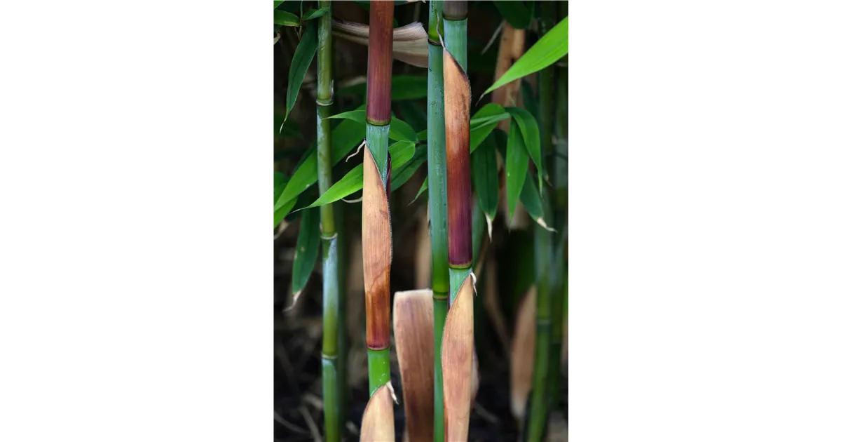 calathea makoyana plant Calathea Makoyana – Peacock Plant