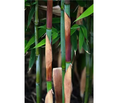 Gartenbambus 'Dogon Dreami' -R- Gartenbambus 'Dogon Dreami' -R-