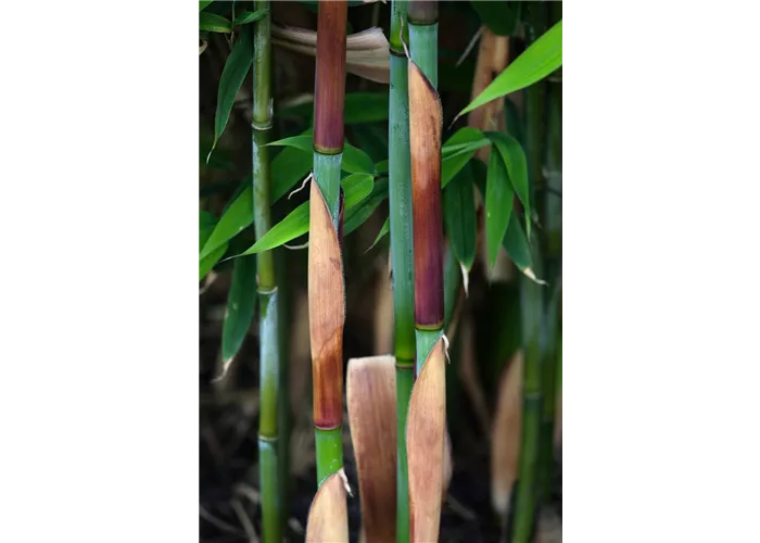 Fargesia murielae 'Dogon Dreams' -R-