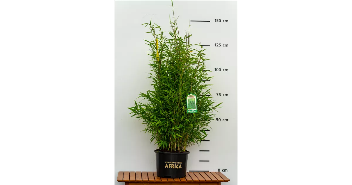 Fargesia 'Green Lion' -R-, Bambus 'Green Lion' im Pflanzenshop