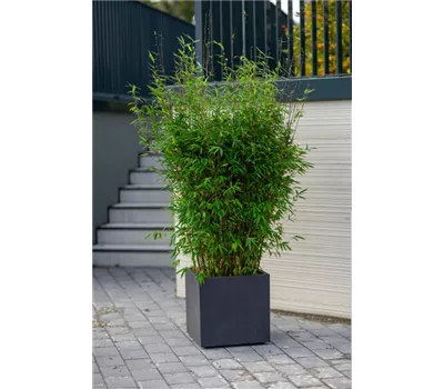 Malachitbambus Malachitbambus