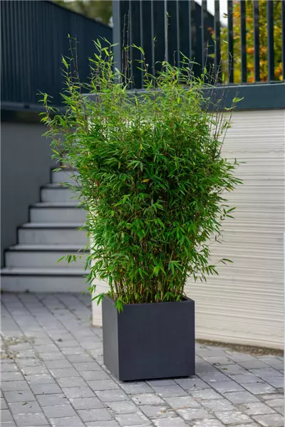 Fargesia 'Malachite Monkeys'  -R- Malachitbambus