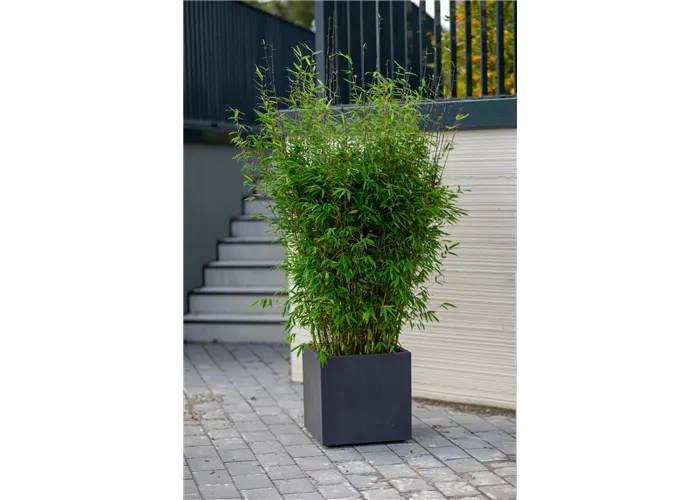 Fargesia 'Malachite Monkeys' -R-