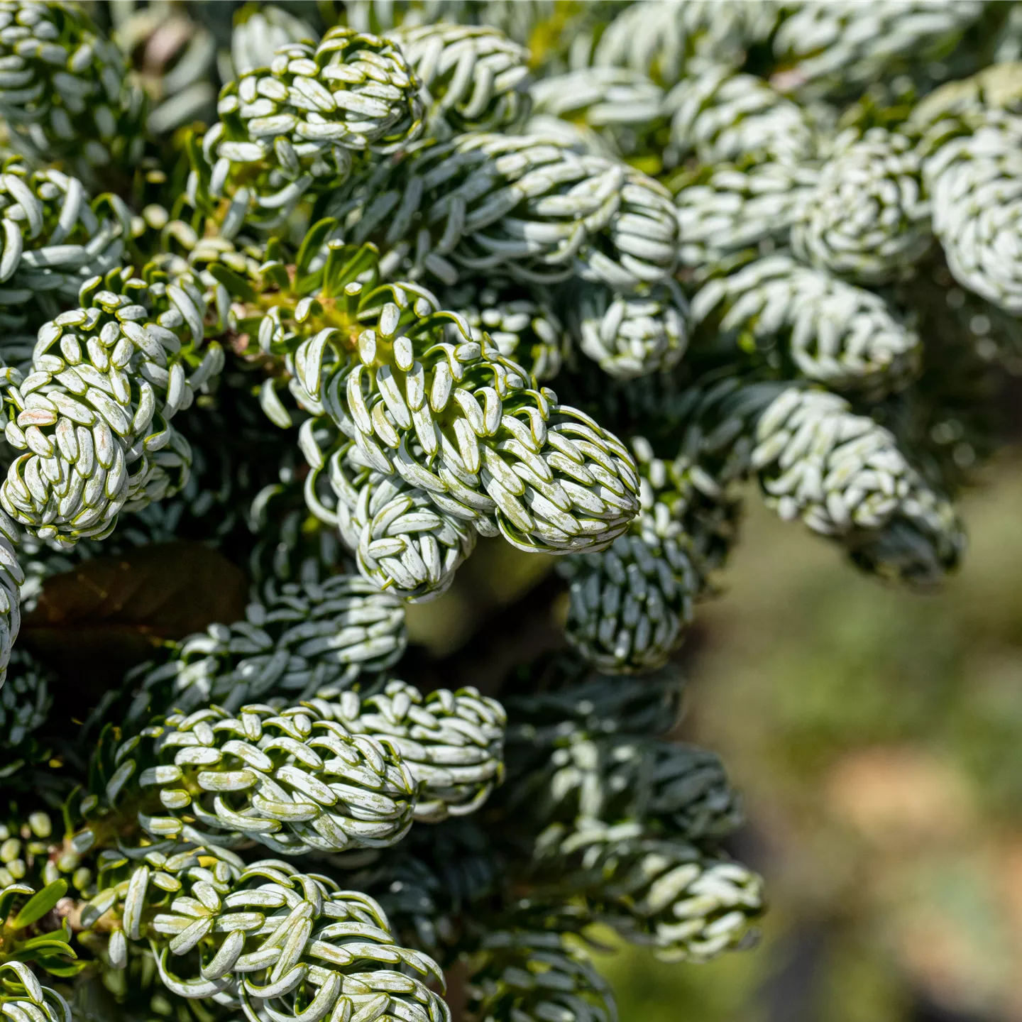 Abies korean.'Kohout's Icebreaker' -R--S- Abies korean.'Kohout's Icebreaker' -R--S-