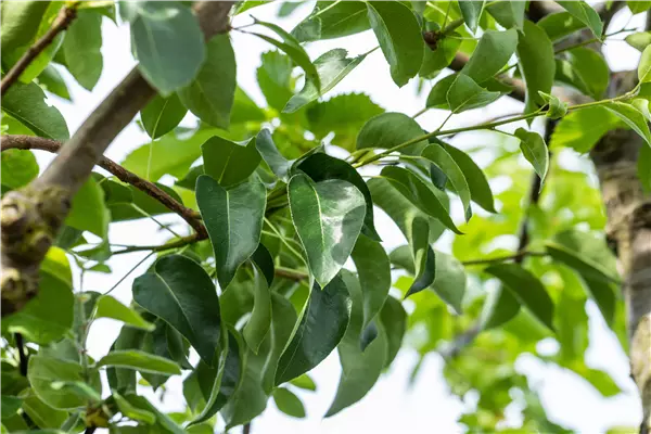 Pyrus com.'Gute Graue'                 CAC Birne