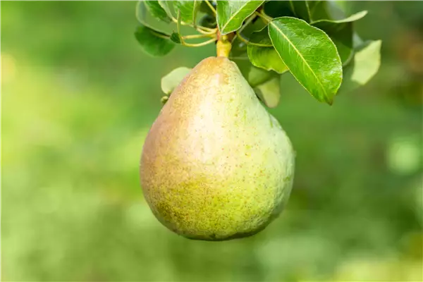 Pyrus com.'Decora'                    CAC Säulenbirne 'Decora'