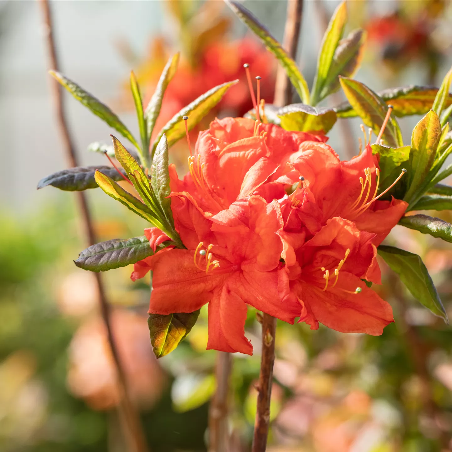 Rhododendron lut.'Royal Command' Rhododendron lut.'Royal Command'