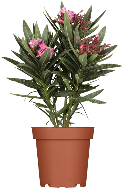 monstera indanza Monstera Deliciosa  Lakewood Plant Company