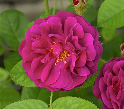 Strauchrose centifolia muscosa Strauchrose centifolia muscosa