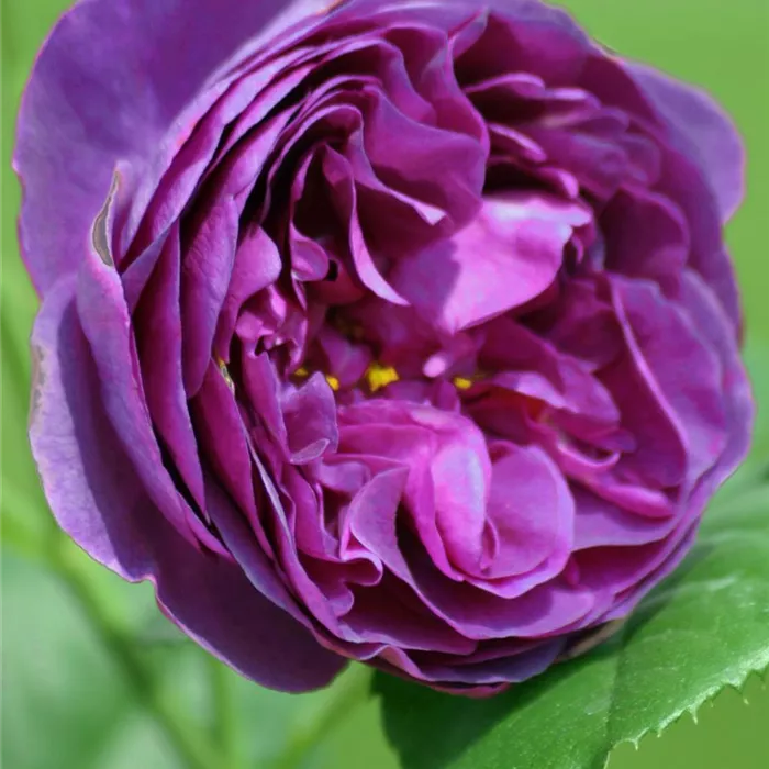 Rosa 'Minerva' -R- BT