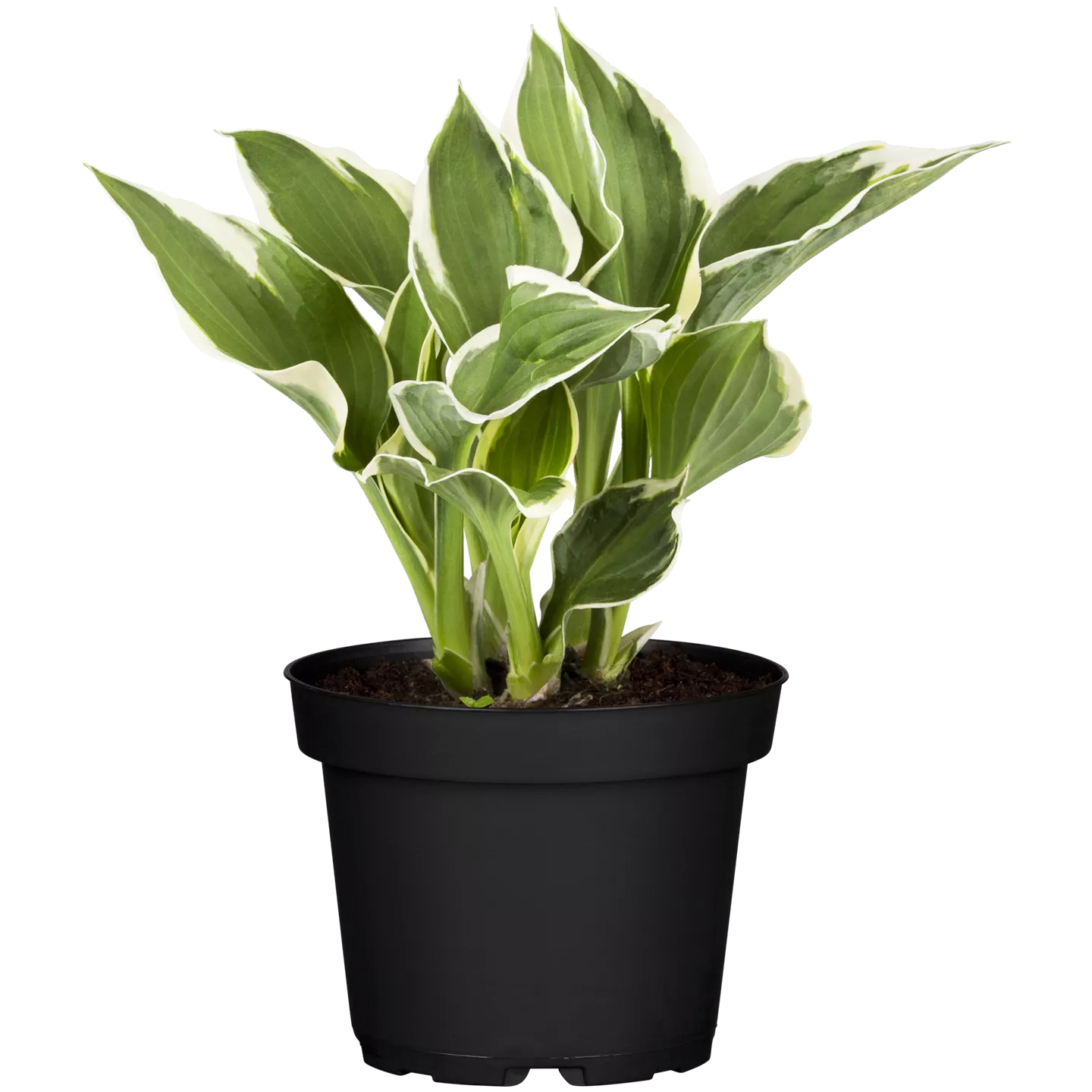 Hosta x fortunei 'Minuteman'