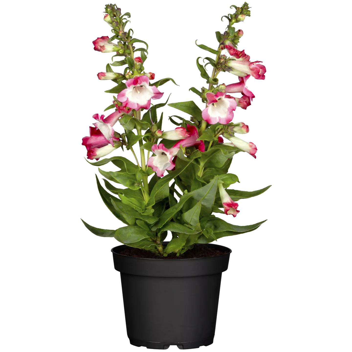 Penstemon hartwegii i.S.