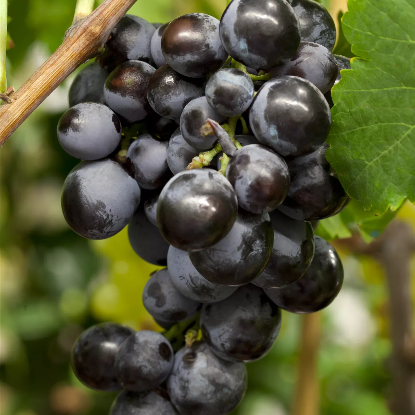 Vitis vinifera i.S.