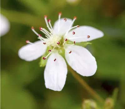 Fingerstrauch Fingerstrauch
