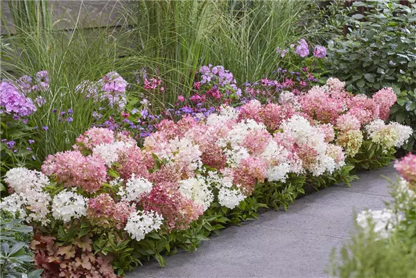 Hydrangea panic. Groundbreaker -R- BLUSH Rispenhortensie Groundbreaker -R- BLUSH