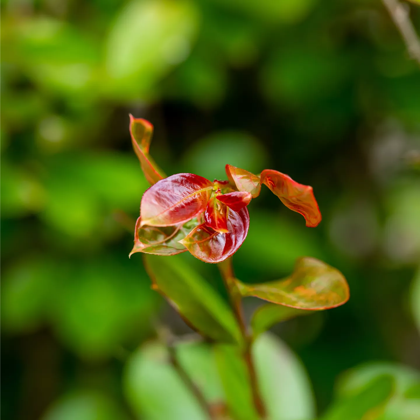 Lagerstroemia nana 'Red Imperator' Lagerstroemia nana 'Red Imperator'