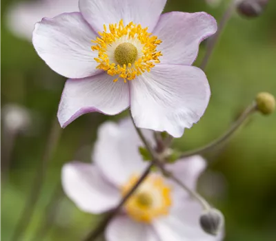 Japan-Herbst-Anemone