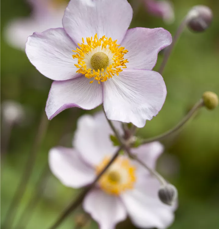 Anemone japonica i.S., Japan-Herbst-Anemone im Pflanzenshop