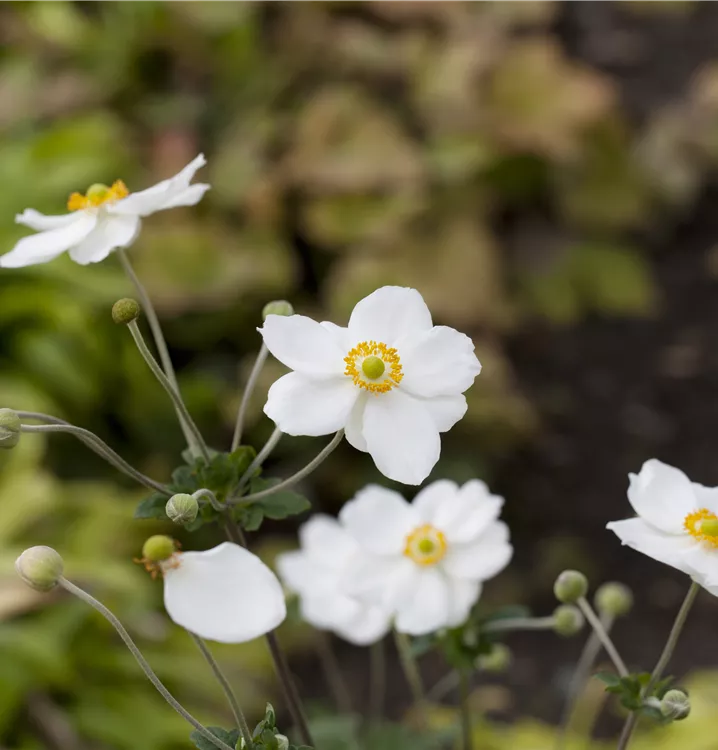 Anemone japonica i.S., Japan-Herbst-Anemone im Pflanzenshop
