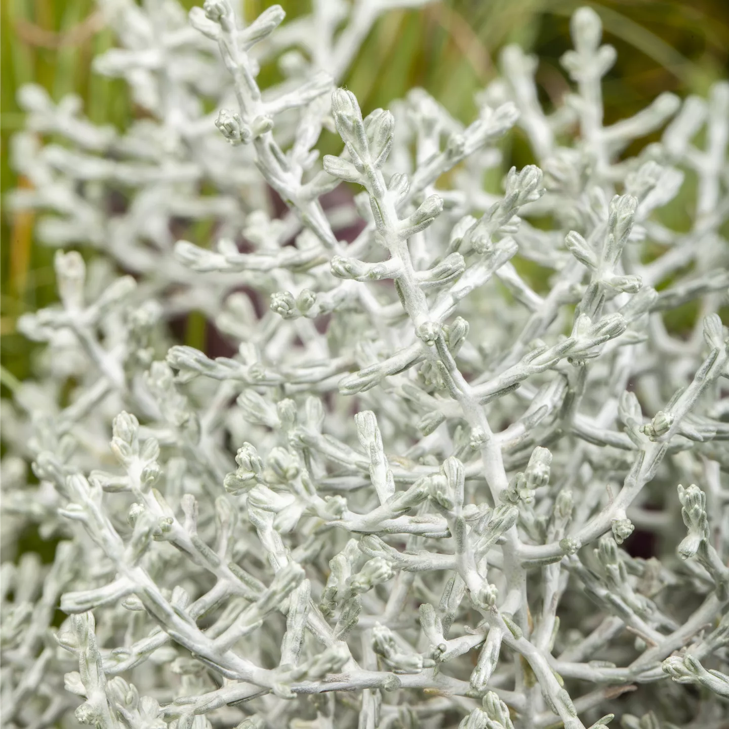 Calocephalus brownii