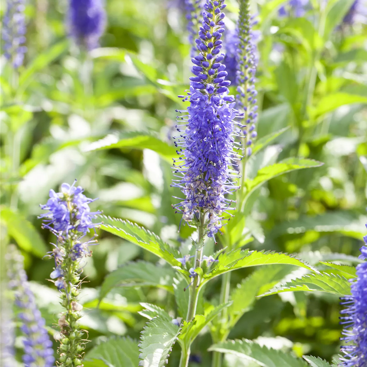 Veronica spicata 'Inspire Blue' -R- Veronica spicata 'Inspire Blue' -R-